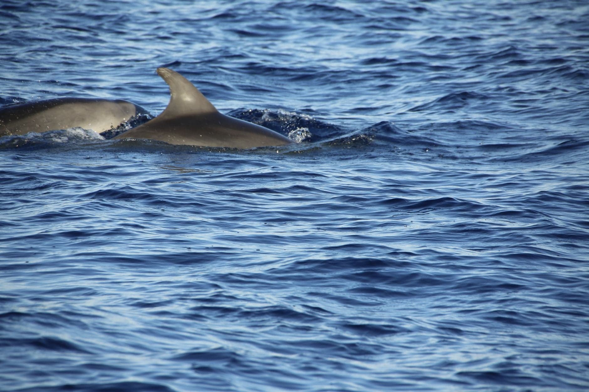 A 2013 study found that bottlenose dolphins could recognise the signature whistles of former companions they had not heard for more than 20 years — one of the longest social memories ever documented in a non-human animal.